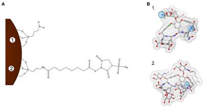 Antimicrobial Activity of Nanoconjugated Glycopeptide Antibiotics and Their Effect on Staphylococcus aureus Biofilm